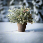 Snowcapped Potted Pine