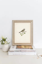 Vintage Bird Art Print