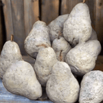 Rustic Cement Pears - 3 Asstd