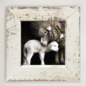 Barnwood Framed Wall Art - Newborn Sheep