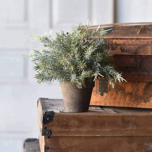 Snowcapped Potted Pine